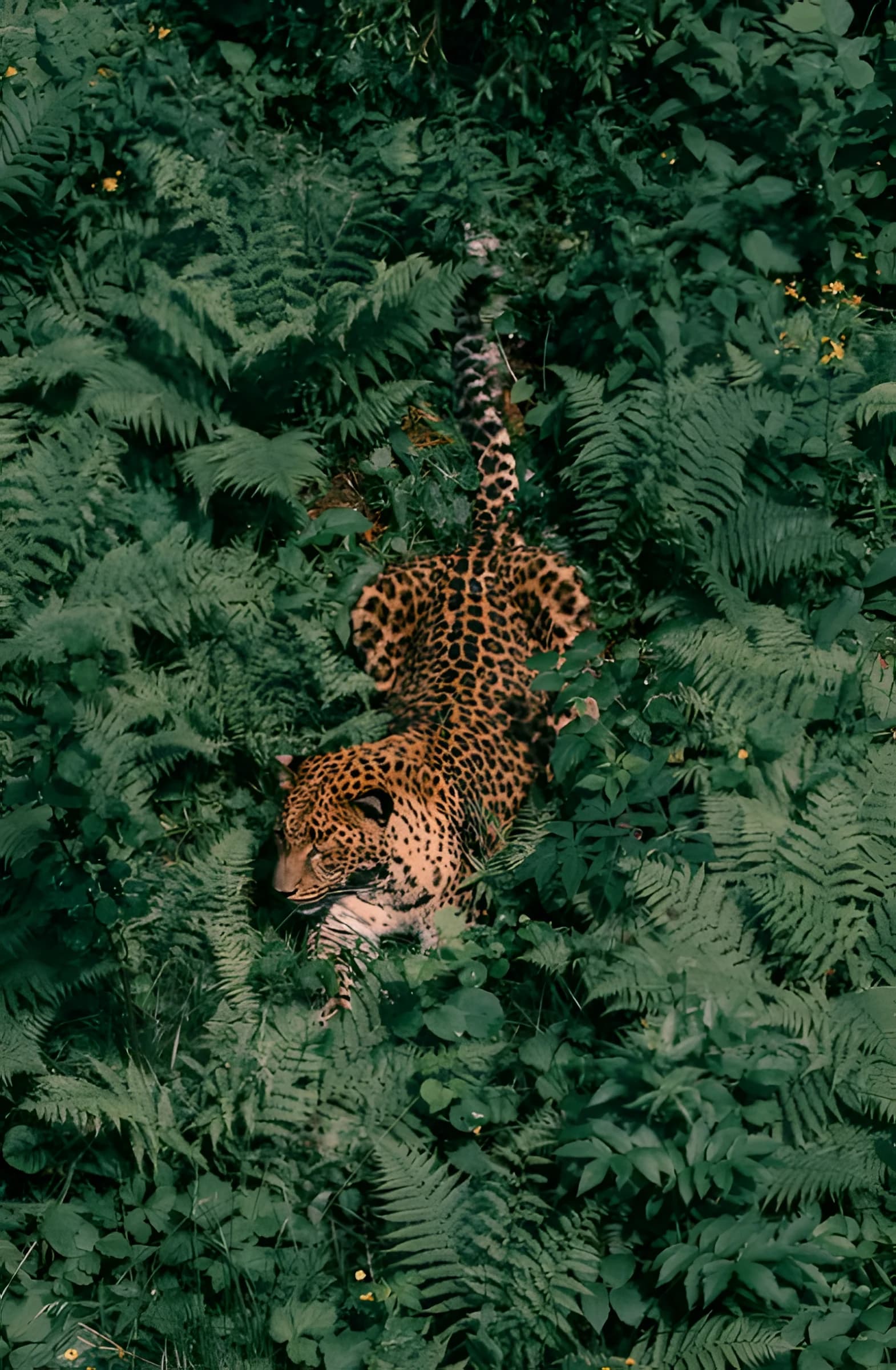 Jungle Hunter — Охотник в джунглях